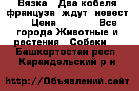  Вязка ! Два кобеля француза ,ждут  невест.. › Цена ­ 11 000 - Все города Животные и растения » Собаки   . Башкортостан респ.,Караидельский р-н